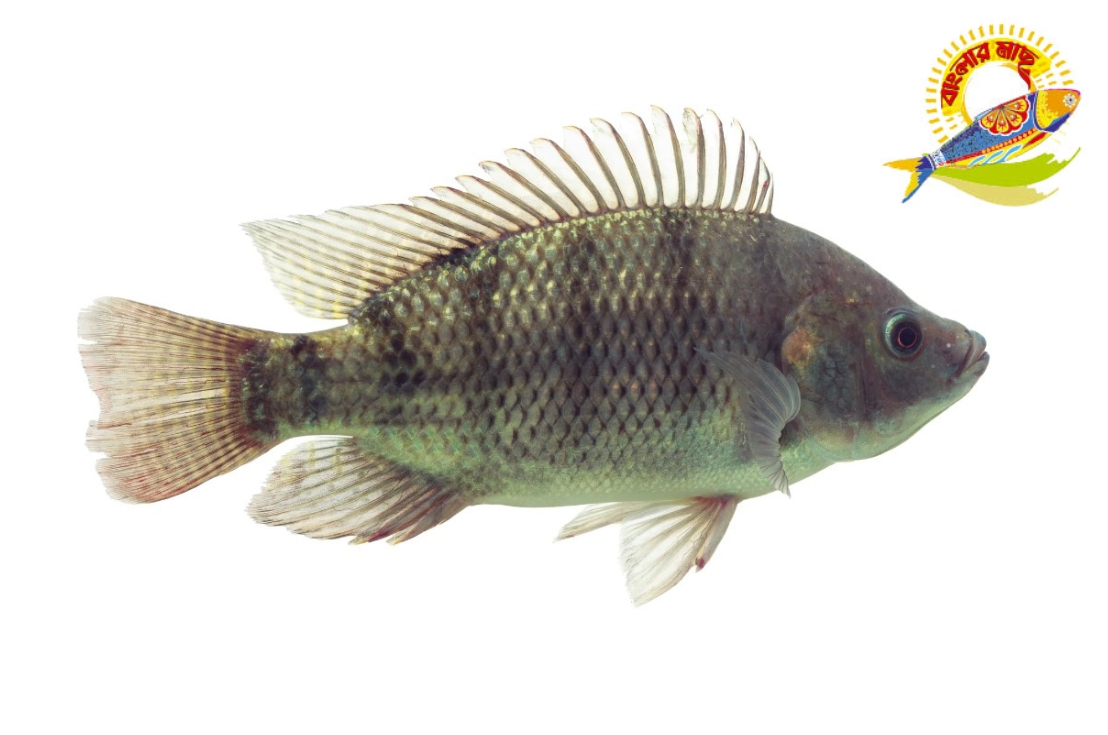Black Tilapia ( 4001000)GM HHH Distribution LLC